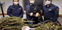 Gli agenti con la marijuana sequestrata e il cane anti-droga