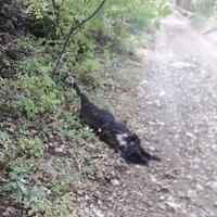 Il cagnolino legato a un albero e ucciso a Luco Dei Marsi