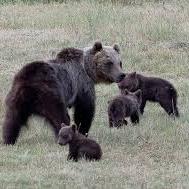 L'orsa Amarena con i suoi cuccioli sopravvissuti e tuttora cresciuti nel Parco