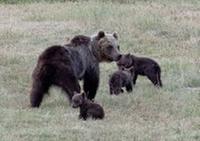 L'orsa Amarena con i suoi cuccioli sopravvissuti e tuttora cresciuti nel Parco