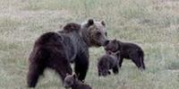 L'orsa Amarena con i suoi cuccioli sopravvissuti e tuttora cresciuti nel Parco