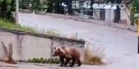 L'orso avvistato in un paese dell'Alto Sangro in un fotogramma del video