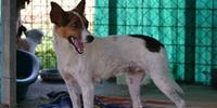 Un Simil Jack Russel come il cane salvato dai carabinieri forestale a Chieti