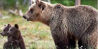 L'orsa Amarena uccisa il 25 giugno scorso con i suoci cuccioli (sopravvissuti)