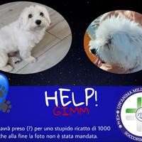 Il cagnolino Gim e la locandina dell'associazione Un'Anima Mille Zampe Italia